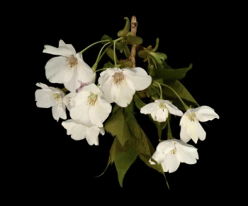 Modern Flowers And Grass-ID:414359679