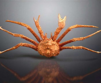 Modern Aquatic Animals-ID:108026986