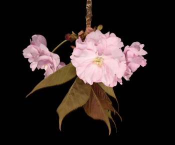 Modern Flowers And Grass-ID:948946951