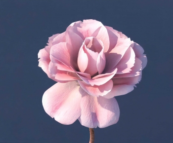 Modern Flowers And Grass-ID:356950841
