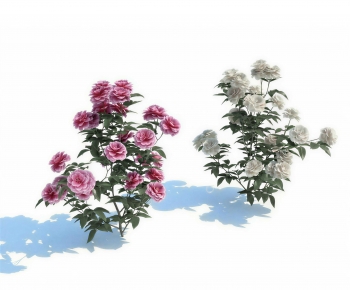 Modern Shrubbery-ID:706573969