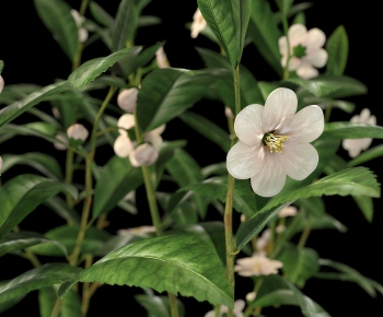 Modern Flowers And Grass-ID:134124997