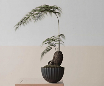 Modern Bonsai-ID:814179904