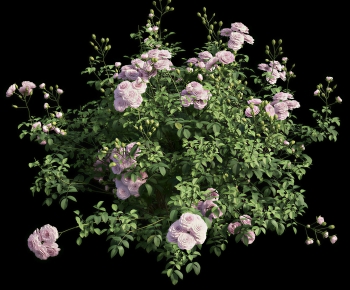 Modern Shrubbery-ID:744417912