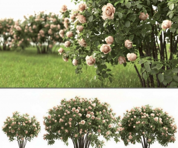 Modern Shrubbery-ID:435910239