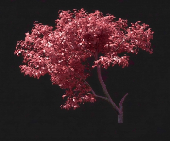 Modern Tree-ID:423614984