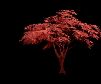 Modern Tree-ID:113848928