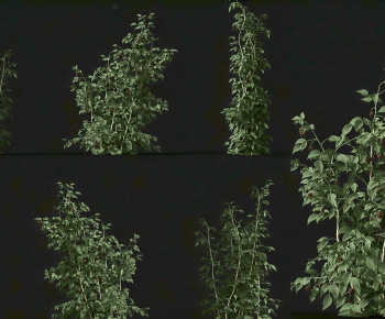 Modern Shrubbery-ID:149686104