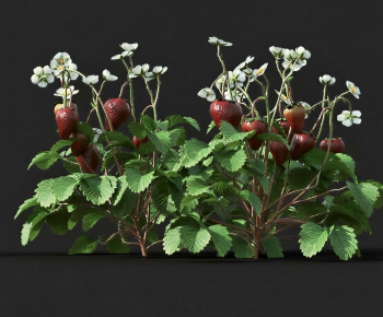 Modern Crop-ID:895498047