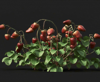 Modern Crop-ID:246910107