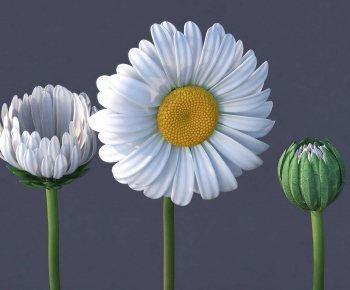 Modern Flowers And Grass-ID:440291884