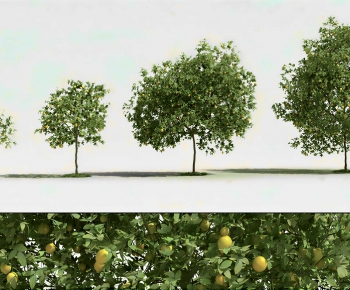 Modern Tree-ID:431273946