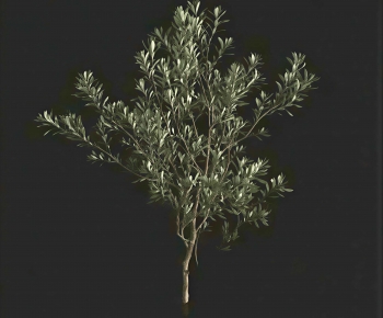 Modern Tree-ID:384057046