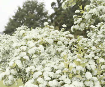 Modern Shrubbery-ID:647438058