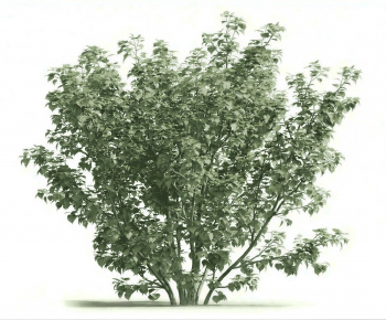 Modern Shrubbery-ID:208890919