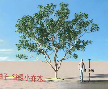 Modern Tree-ID:996570116