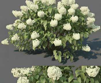Modern Shrubbery-ID:866760028