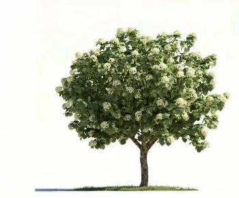 Modern Tree-ID:350925926