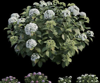 Modern Shrubbery-ID:885504966