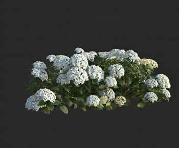 Modern Shrubbery-ID:646322978