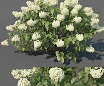 Modern Shrubbery-ID:632970377