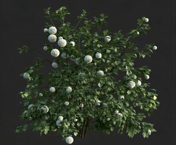 Modern Shrubbery-ID:995239024