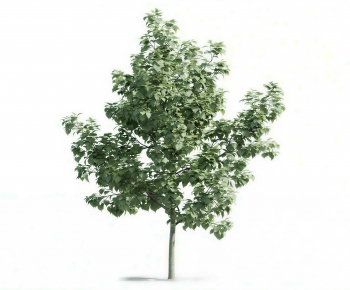 Modern Tree-ID:343772897