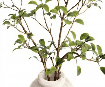 Modern Potted Green Plant-ID:910945892