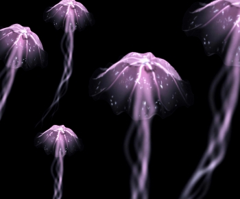 Modern Aquatic Animals-ID:460401067
