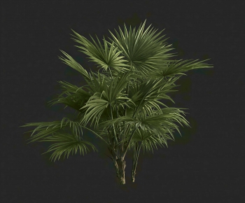 Modern Tree-ID:372991093