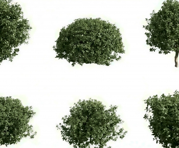 Modern Shrubbery-ID:778037079