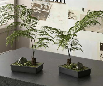 Modern Bonsai-ID:775716074