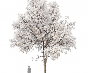Modern Tree-ID:491436967