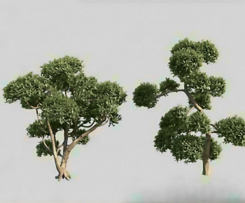 Modern Tree-ID:520864966