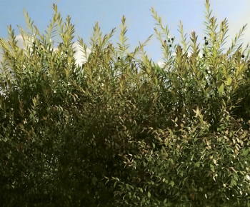 Modern Shrubbery-ID:226594925