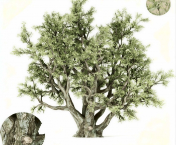 Modern Tree-ID:808382992