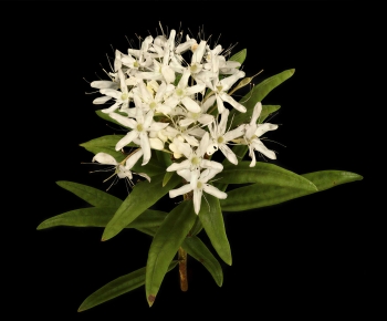 Modern Flowers And Grass-ID:245194916