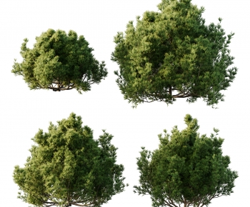 Modern Shrubbery-ID:887289057