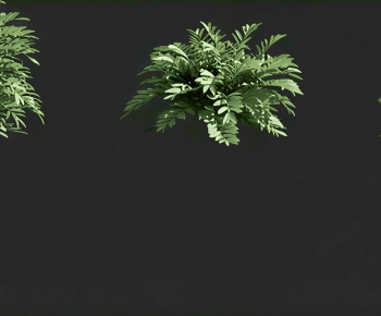Modern Shrubbery-ID:672034984