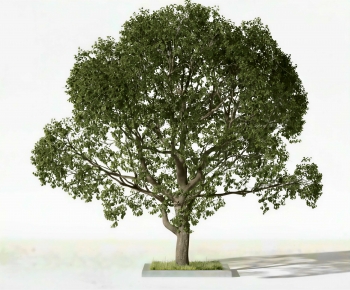 Modern Tree-ID:716177948