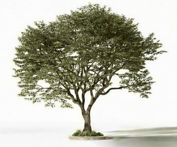 Modern Tree-ID:933672901