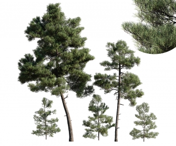 Modern Tree-ID:412921912