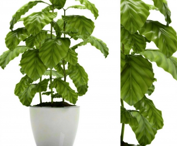 Modern Ground Green Plant Potted Plants-ID:912280086