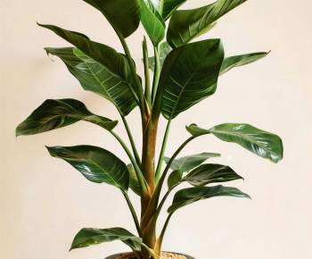 Modern Ground Green Plant Potted Plants-ID:702358017