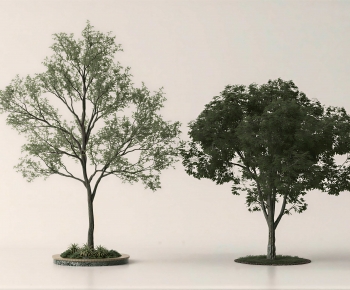 Modern Tree-ID:565431128