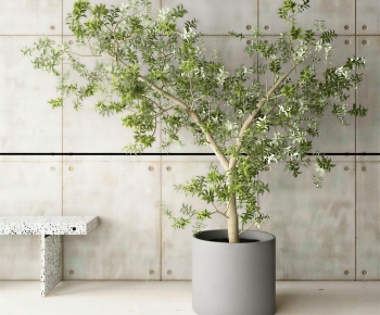 Modern Ground Green Plant Potted Plants-ID:236200094