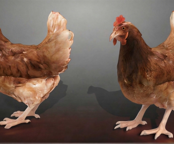 Modern Poultry Animal-ID:887939935