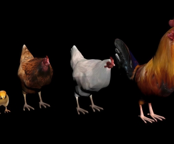 Modern Poultry Animal-ID:314276931