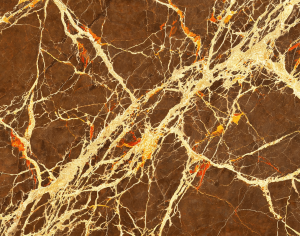 ModernMarble Tiles
