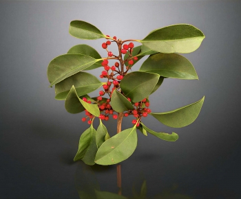 Modern Plant-ID:901808029